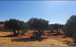 Land for sale in Buenache de Alarcón