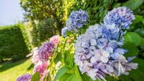 Jardí de Casa o xalet en venda en  Madrid Capital amb Aire condicionat i Terrassa